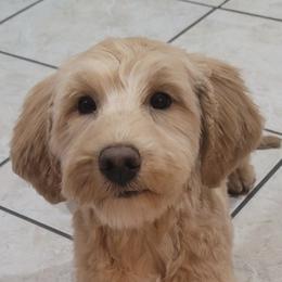 Roz - Goldendoodle