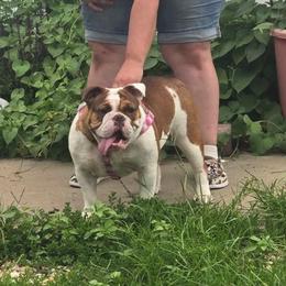 Daisy - Bulldog