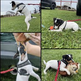 Companion Cross, Russell Terrier, and Yorkshire Terrier Puppies from Working W Kennels