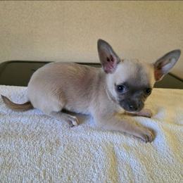 Salsa - Black sabled silver female Chihuahua puppy in Monterey County, California from Dei’s Chihuahuas
