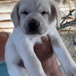 Labrador Retriever Puppies from Rosewood Retrievers Inc