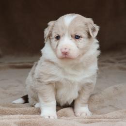 Kendra - Red Merle AKC - Red merle female Border Collie puppy in Courtland, Alabama from C Bar C Ranch Border Collies