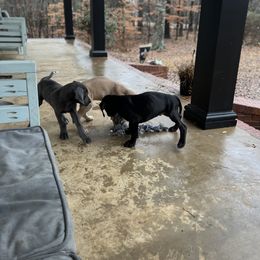 Great Dane Puppies from Leslie Woodard's Great Danes