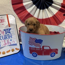 Golden Retriever Puppies from Brilliant Golden Furry Tails