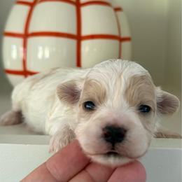 Everest - White female Maltipoo puppy in Wendell, North Carolina from Teddys Teddy Bears
