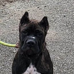 Cane Corso Puppies from King of Kings Cane Corso