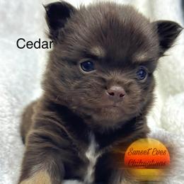 Chihuahua Puppies from Sunset Eves Chihuahuas