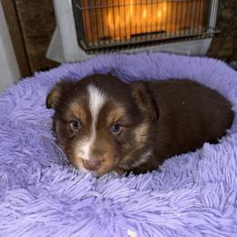 Red tri blaze - Red tri female Miniature Australian Shepherd puppy in Graham, North Carolina from Thompson Farm Mini Aussies