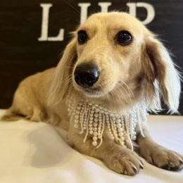 Maeve of Little House Pups - Cream female Dachshund puppy in Dothan, Alabama from Little House Pups