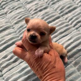 Red Merle girl price 8,000 - Merle female Chihuahua puppy in Summerfield, Florida from Uey’s Chihuahuas