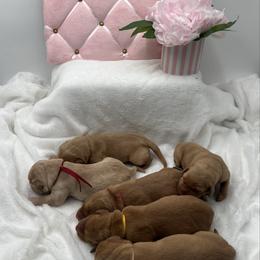 Fuchsia - Yellow female Labrador Retriever puppy in Heath Springs, South Carolina from Rich Hill Retrievers