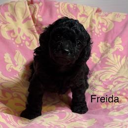 Cavapoo Puppies from Carolina Cavapoos
