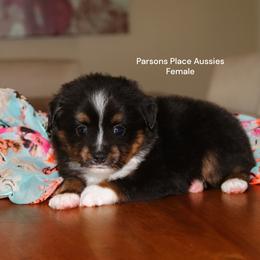 Little girl - Black tri female Toy Australian Shepherd puppy in Chandler, Oklahoma from Parsons Place Aussies
