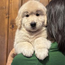 Golden Retriever and Pembroke Welsh Corgi Puppies from Shire Springs Kennels