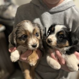 Miniature Australian Shepherd and Toy Australian Shepherd Puppies from T’s Mini and Toy Aussies