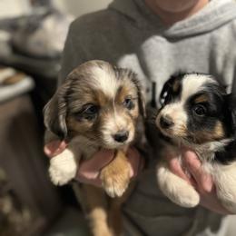 Miniature Australian Shepherd and Toy Australian Shepherd Puppies from T’s Mini and Toy Aussies