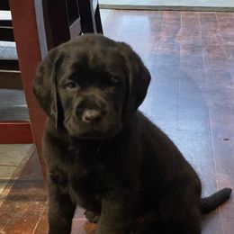 Labrador Retriever Puppies from pinecrest kennels