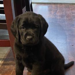 Labrador Retriever Puppies from pinecrest kennels