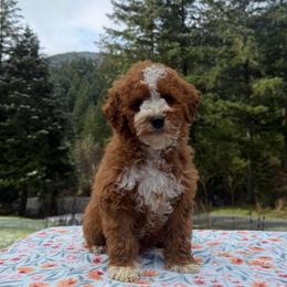 Twinkle - Red  male Goldendoodle puppy in Roseburg, Oregon from Dbos Furry Friends