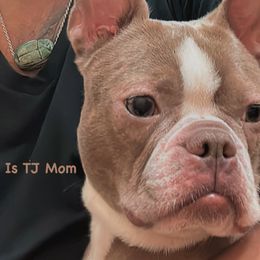 Trie Trie - Boston Terrier