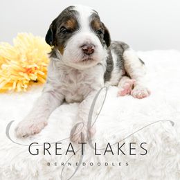 Quincy - Blue merle male Bernedoodle puppy in Baroda, Michigan from Great Lakes Bernedoodles