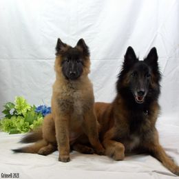 Belgian Tervuren Puppies from Kanna Belgian Tervuren