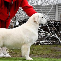 Pallada - Golden Retriever