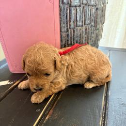 Red girl - Apricot female Poodle puppy in Tupelo, Mississippi from Ruby D. Farms