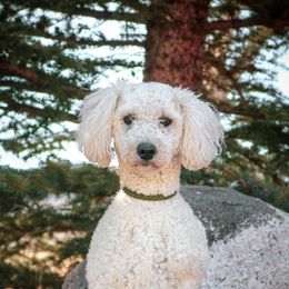 Leia - Poodle