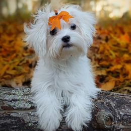Companion Cross, Mal-Shi, Maltese, Maltipoo, Morkie, and Shih Tzu Puppies from Seeking Shalom Acres Maltese, Maltipoos & Havamalts