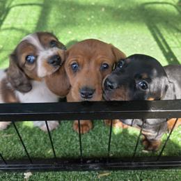 Dachshund Puppies from Butterbean Dachshunds