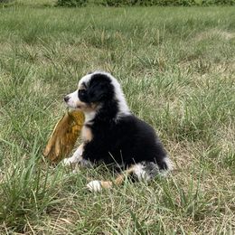 Miniature Australian Shepherd Puppies from Fancy Creek Mini Aussies
