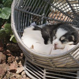 Pomsky Puppies from Arctic Star Pomskies