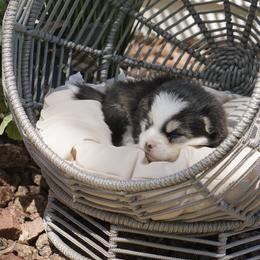 Pomsky Puppies from Arctic Star Pomskies