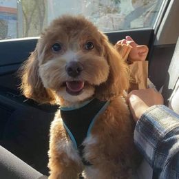 Cockapoo Puppies from Central Cali Cockapoos