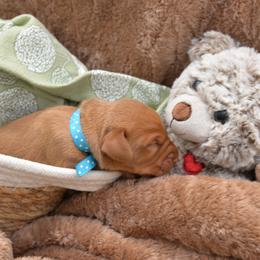 Mr Light Blue - Golden rust male Vizsla puppy in Lexington, Kentucky from Summit Vizsla (we can deliver to you)