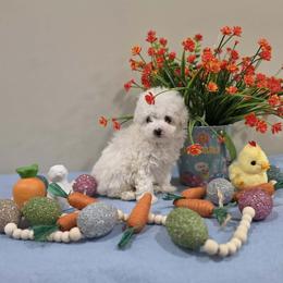 Wyatt (AKC) - White male Poodle puppy in Rainbow City, Alabama from Spinks Poodles