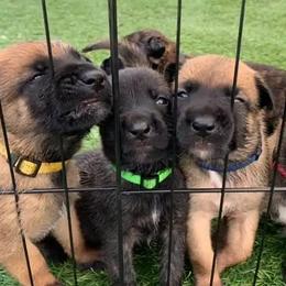 Belgian Malinois, Dutch Shepherds, and xDutch Shepherds from Iron Sight K9s