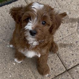 Cavapoo Puppies from Patriot Pups Cavapoos