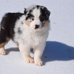 Denali - Blue merle male Australian Shepherd puppy in Appomattox, Virginia from Danell Australian Shepherd