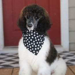 Faith - Parti female Poodle puppy in Bauxite, Arkansas from Mountain Ridge Poodles