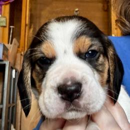 Blue Boy - Black white and tan male Beagle puppy in Viper, Kentucky from Mountain Top
