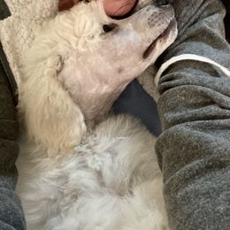 Poodle Puppies from Topsail Breeders