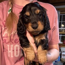 Beau - Black and tan male Dachshund puppy in Westport, Kentucky from Lonestar Creek Farm