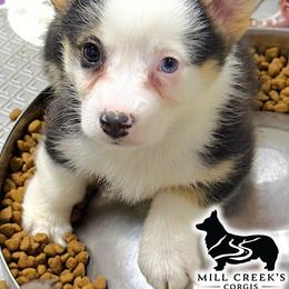 Baby Ruth, AKC girl with blue eye, docked tail - Black and tan female Pembroke Welsh Corgi puppy in Taylorsville, North Carolina from Mill Creek’s Pembroke Welsh Corgis and French Bulldogs