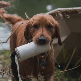 Titan - Golden Retriever