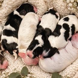 Cocker Spaniels from Irish’s lucky cockers