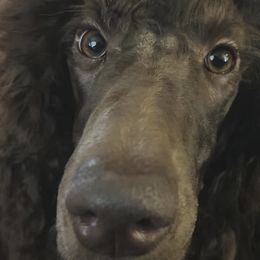 Poodles from Marlen Poodles