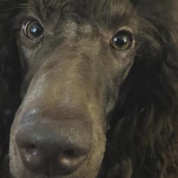 Poodles from Marlen Poodles