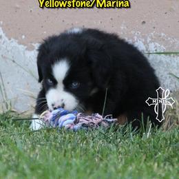 Festus - Black tri male Miniature American Shepherd puppy in Elgin, Oregon from Cross L Miniature American Shepherds